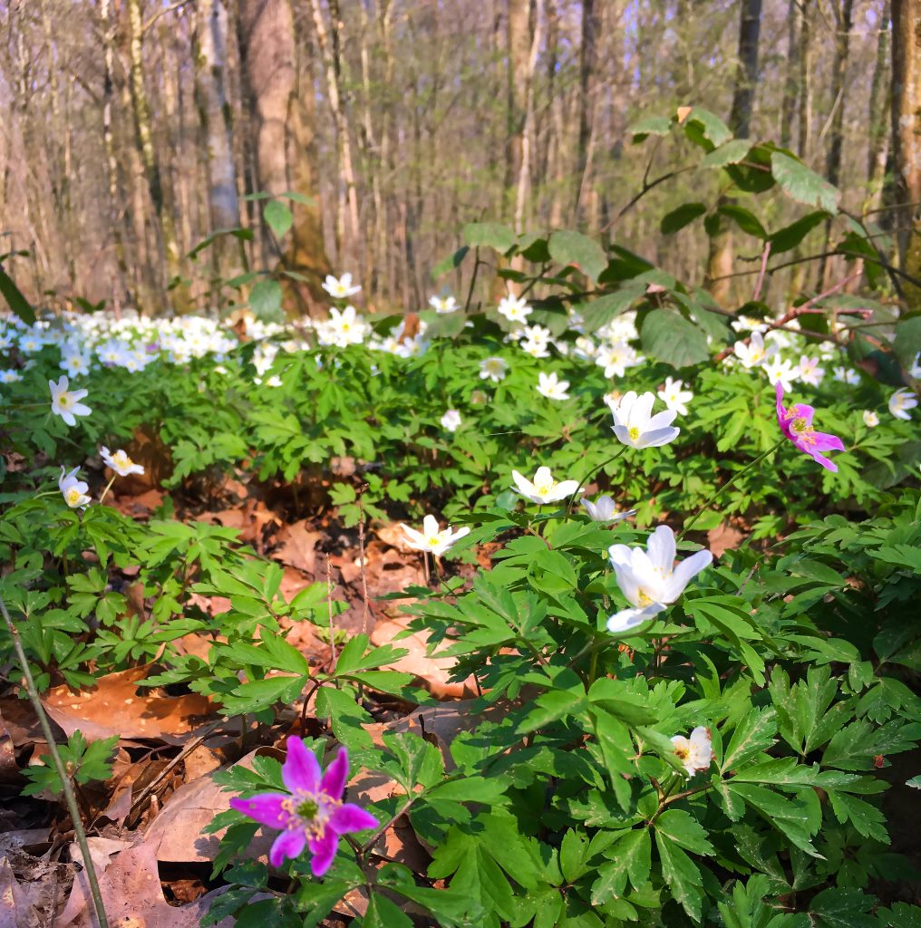 Weiße Anemonen, darunter zwei magentafarbene