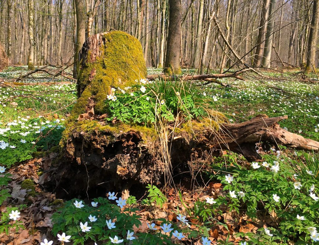 Entwurzelter Baumstumpf, mit Moos und Anemonen bewachsen