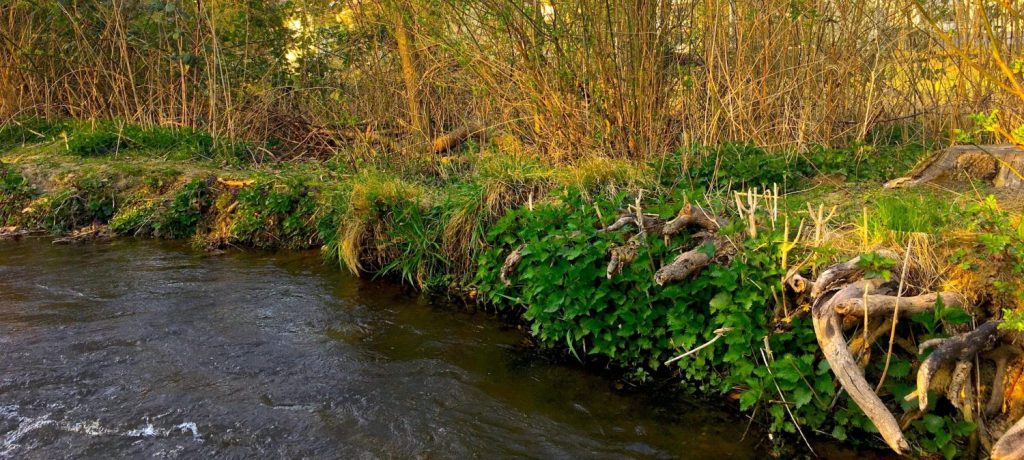 Bachlauf mit wild bewachsenem Ufer