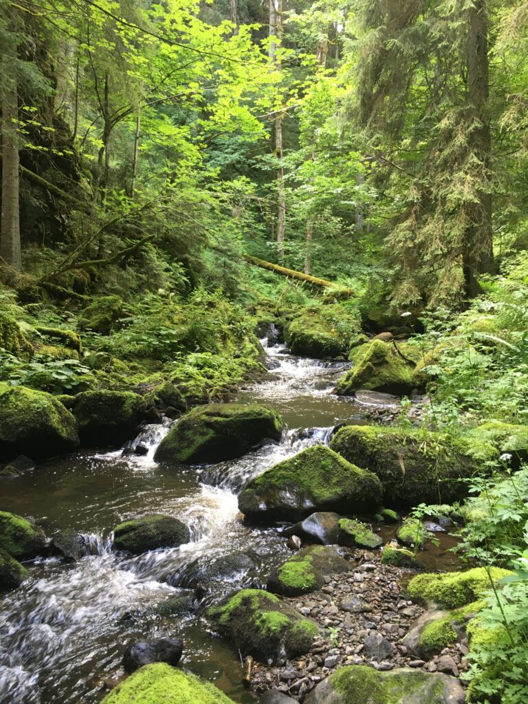 Bachlauf durch eine waldige Schlucht mit bemoosten Steinen