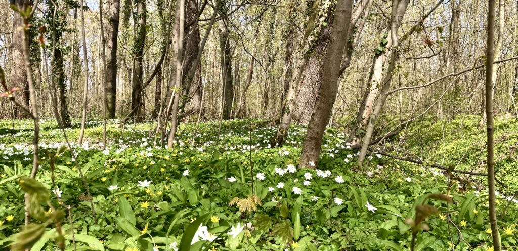 Frühlingswald mit Anemonen