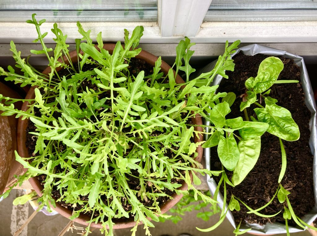 Nordbalkon - Rucola und Spinat