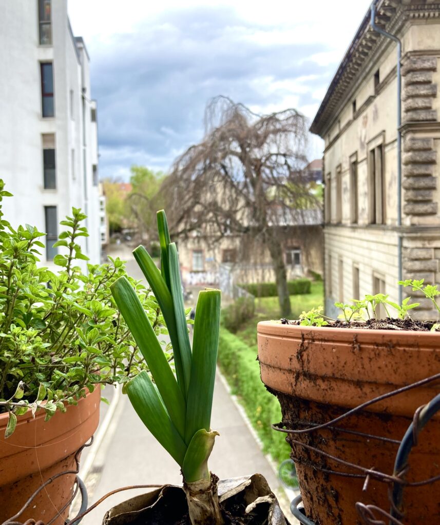 Nordbalkon - Oregano, Lauch und Petersilie